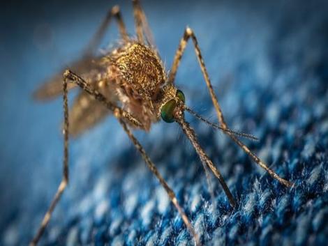 Biológiai védekezés a szúnyogok ellen: segítenek a PTE szakemberei