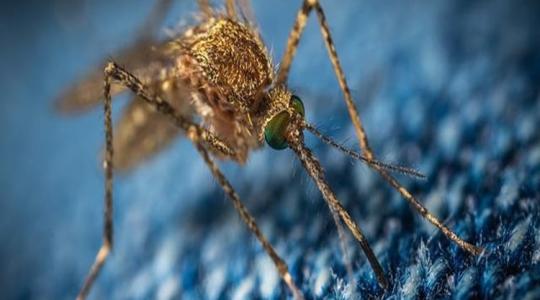 Biológiai védekezés a szúnyogok ellen: segítenek a PTE szakemberei
