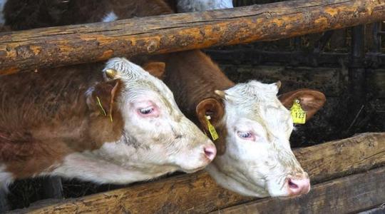 Gümőkórral fertőzött szarvasmarha-állományt találtak Csongrád-Csanád megyében