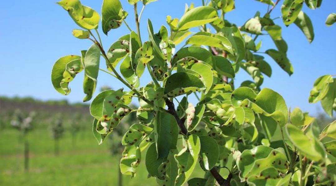 Kertészeti növényvédelmi előrejelzés: a gyümölcsfákat egyre több károsító ostromolja