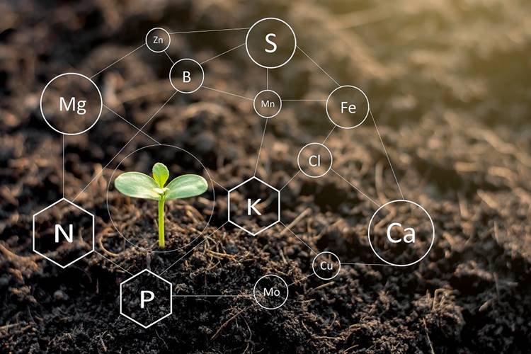 Fontos a talaj pH-értéke és a tápanyag-utánpótlás 