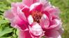 Babarózsa, bazsarózsa vagy pünkösdi rózsa? De vajon mi a különbség közöttük?