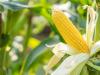 A kukorica rovarölő szeres védelme a mikotoxint termelő gombák ellen