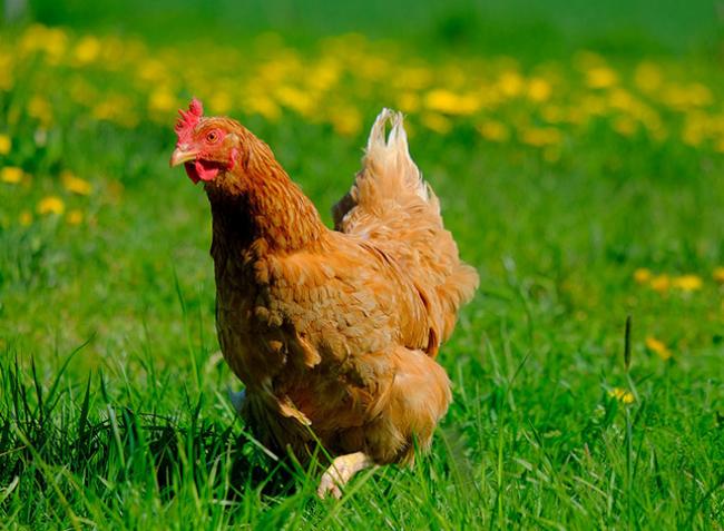 Egekben a csirke ára és további drágulásra lehet számítani
