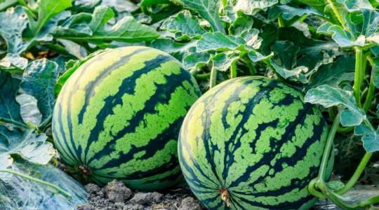 Kevesebb és drágább lesz idén a hazai görögdinnye
