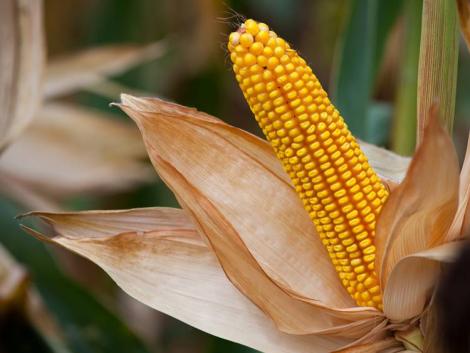 Hogyan arassunk bő kukoricatermést toxinmentesen?