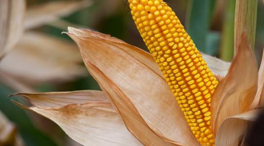 Hogyan arassunk bő kukoricatermést toxinmentesen?