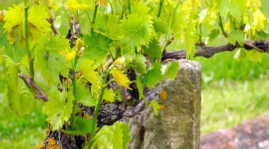 Jeles nap a mai a szőlőtermesztők és borászok kalendáriumában