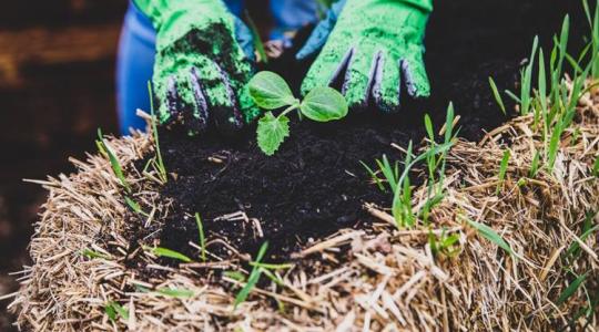 Szalmabála mint veteményes – ismered ezt a módszert? Szalmabála mint veteményes – ismered ezt a módszert?