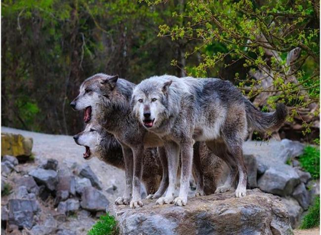 Svédország: mi lesz a biodiverzitással, ha kilövik a farkasokat?