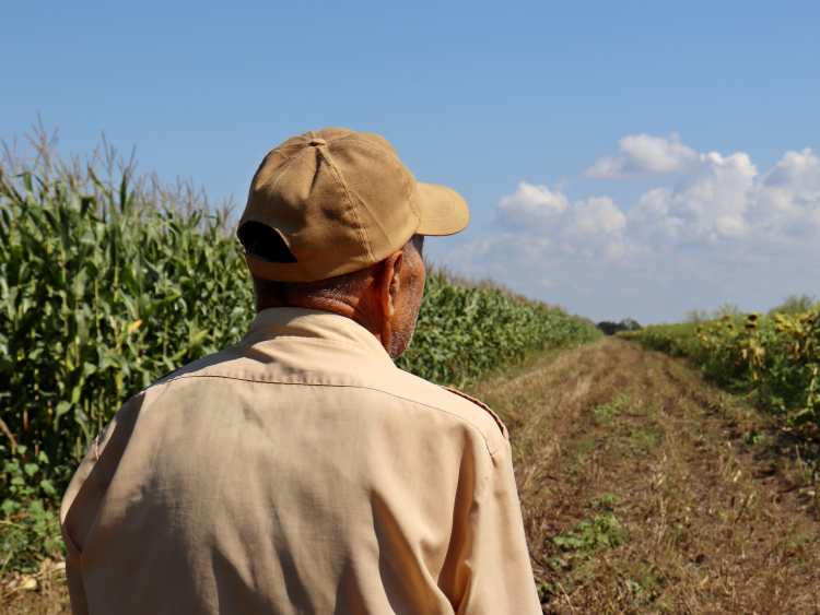 gazdálkodó a kukoricaföldön