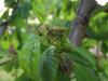 Kertészeti növényvédelmi előrejelzés: Súlyosbodott a levéltetű-kártétel a gyümölcsfákon, szőlőben fertőz a lisztharmat