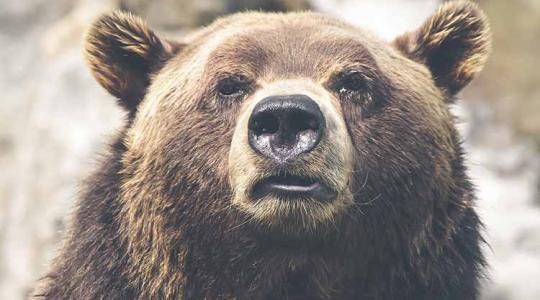 Nagy menetben a medve: legutóbb Aszódnál látták