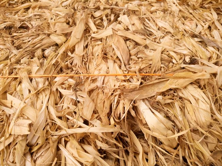 Kukoricabála felvásárlási kampány indult, biomassza lesz belőle