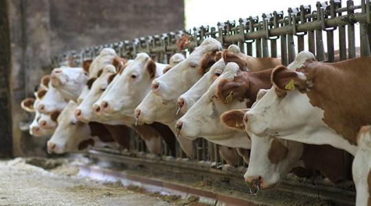 Idén újra vár a KÁN, Kaposvár egyik legnagyobb rendezvénye  – fókuszban az állattenyésztés