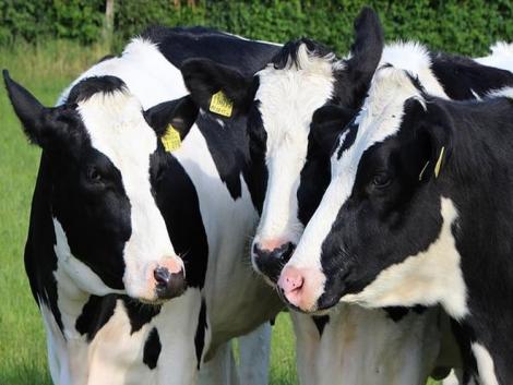 Itt a kutatás-fejlesztés eredménye: GMO-mentes takarmánykiegészítő a pálmazsír kiváltására Itt a kutatás-fejlesztés eredménye: GMO-mentes takarmánykiegészítő a pálmazsír kiváltására