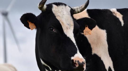 Állatjogi aktivistákat fújtak le folyós tehéntrágyával a húsipari rendezvényen