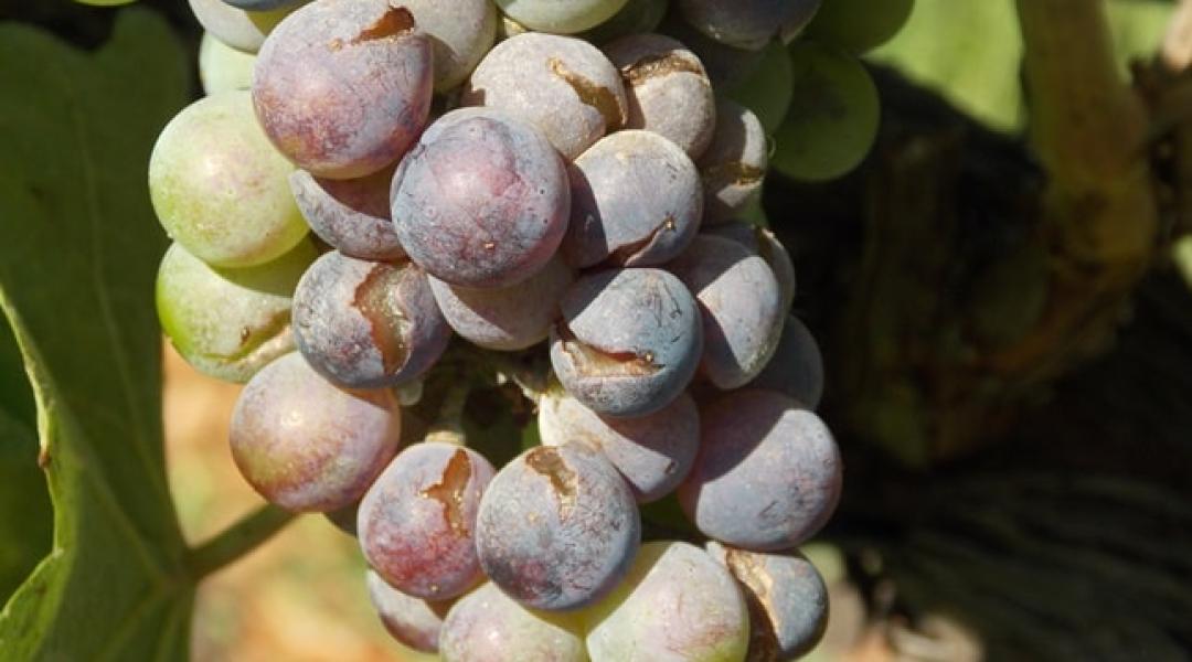 Növényvédelmi előrejelzés: aggasztó állapotban a kukorica, szürkepenész fenyeget a szőlőben