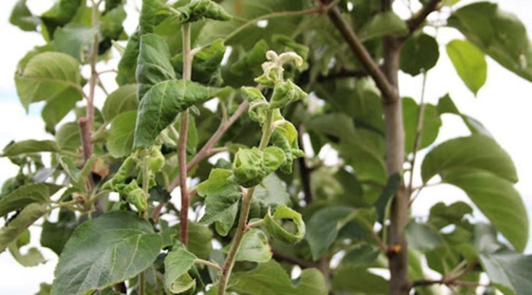 Kertészeti előrejelzés: veszélyben az almatermés, fertőz a szőlő feketerothadása