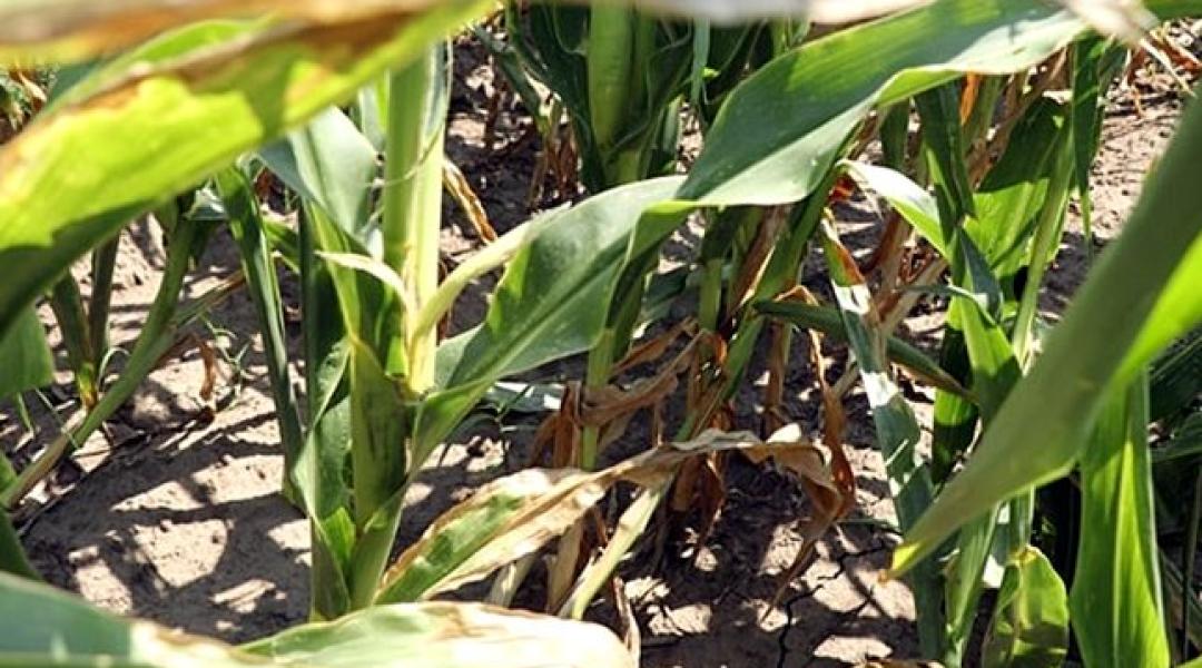Elkeseredett gazdák: idén sokfelé katasztrofális a kukorica