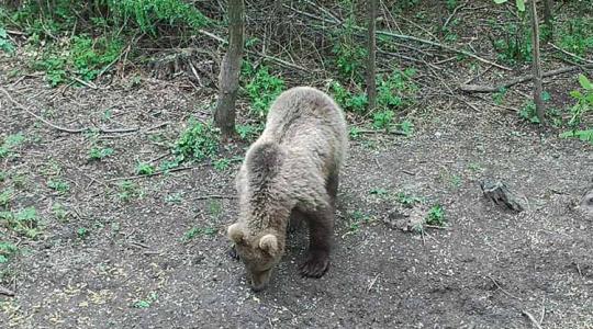 Lehet, hogy egy újabb medve kószál Pest megyében! – Fotók