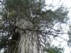 Meglett a világ legidősebb fája, titokzatos ősi civilizációk tanúja