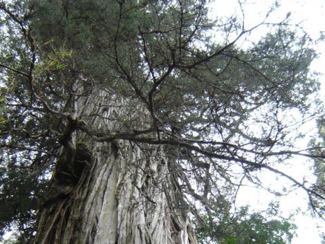 Meglett a világ legidősebb fája, titokzatos ősi civilizációk tanúja