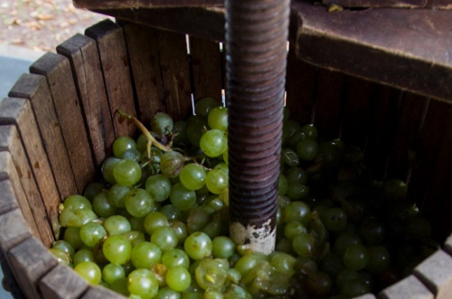 szőlő a présben