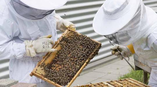 10 milliárd forint jut a méhészeknek – indul a pályázat!
