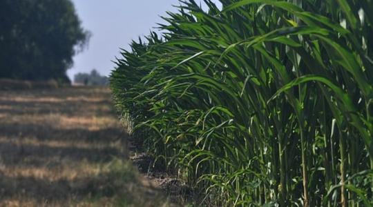 Spanyolországban egy hektár kukorica vetése 200 euróval drágult
