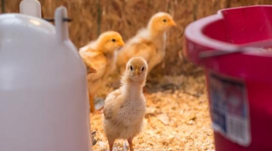 A francia baromfiágazatnak a madárinfluenzával is meg kell küzdenie