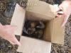 Nem csak állatkínzó, buta is: címmel ellátott dobozban hagyta sorsára a kiscicákat