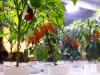 Növénytermesztő bioreaktor: környezetbarát megoldás lehet a fenyegető élelmiszerválság ellen?