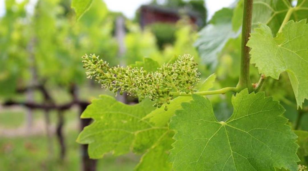 Kertészeti előrejelzés: Növényvédelmi szempontból nagyon érzékeny fenológiai állapotban van a szőlő