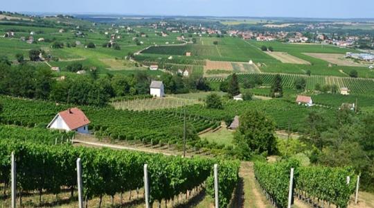 Bormarketing: Magyarországnak nem pusztán borokat, hanem borvidékeket kell népszerűsítenie