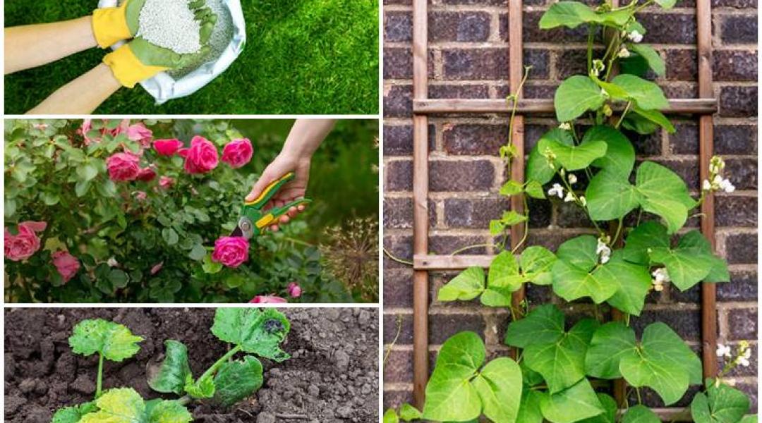 Így ápold a növényeidet nyáron, ezt tedd a gyommentes gyepért, futónövények pró és kontra