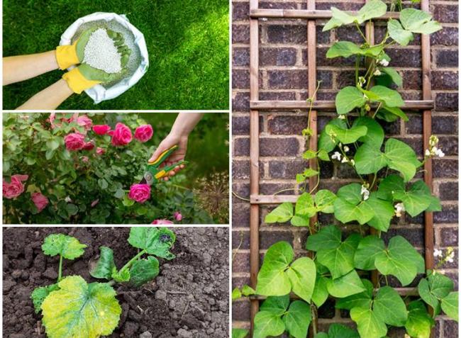 Így ápold a növényeidet nyáron, ezt tedd a gyommentes gyepért, futónövények pró és kontra