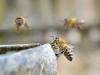 Egy férfi meghalt, amikor méhek támadtak méhészekre Szlovéniában