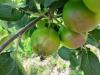 Kertészeti növényvédelmi előrejelzés: az almát most kell megvédeni! 