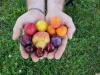  Zöldség- és Gyümölcsnap: indul a hazai gyümölcsszezon 