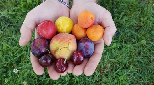  Zöldség- és Gyümölcsnap: indul a hazai gyümölcsszezon 