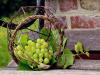 Európában visszaesett a kereslet a csemegeszőlő iránt