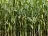 Jó hír: tonnákkal is növelhető a hektáronkénti kukoricahozam