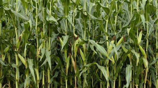 Jó hír: tonnákkal is növelhető a hektáronkénti kukoricahozam