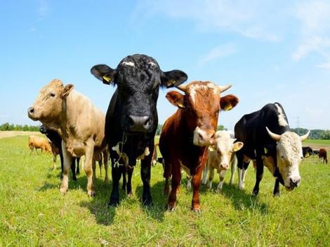 Kansas: szarvasmarhák ezrei pusztulnak el a hőség miatt Kansas: szarvasmarhák ezrei pusztulnak el a hőség miatt