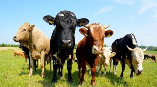 Kansas: szarvasmarhák ezrei pusztulnak el a hőség miatt