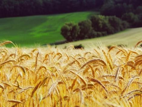 Több tízezer tonna agrárterméket vittek ki az oroszok Luhanszk megyéből a régió kormányzója szerint Több tízezer tonna agrárterméket vittek ki az oroszok Luhanszk megyéből a régió kormányzója szerint