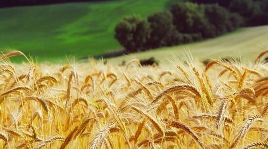 Több tízezer tonna agrárterméket vittek ki az oroszok Luhanszk megyéből a régió kormányzója szerint