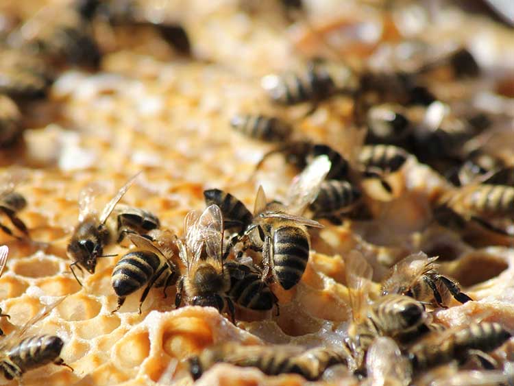 Mától pályázhatnak a méhészek az új méh állatjóléti támogatásra