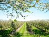 Kertészeti növényvédelmi előrejelzés: Az almásokban több kártevő is jelen van, védekezés indokolt!